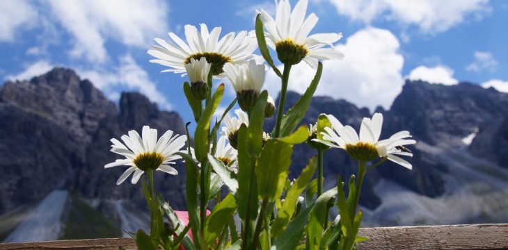 Mountain summer