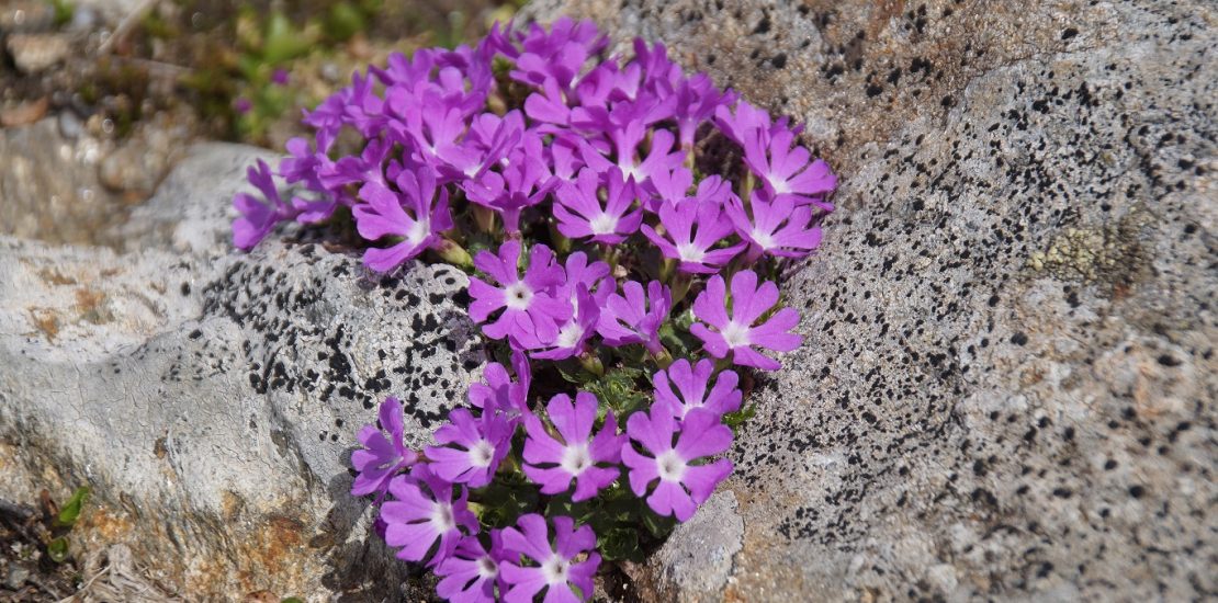 Geologie und Flora