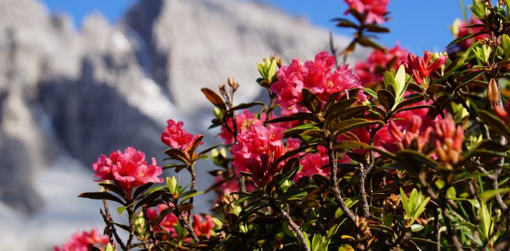 Die Almrosen blühen!