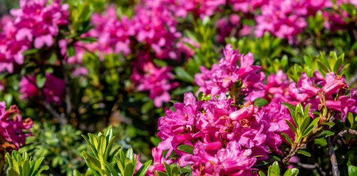 die Almrosen blühen