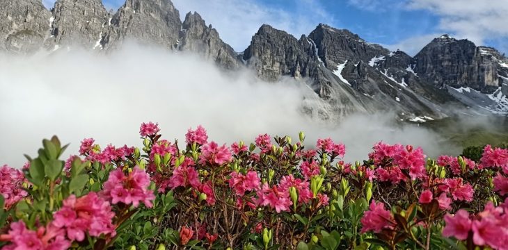 alpine roses are blooming